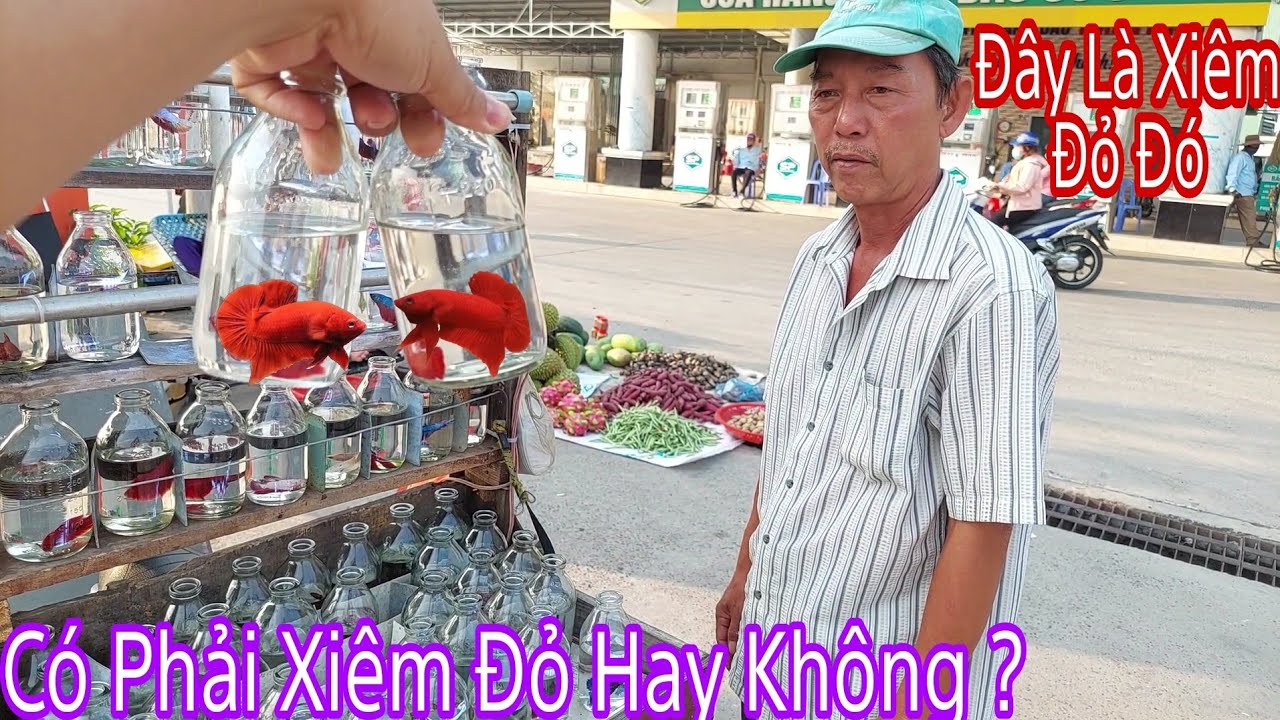 Bất Ngờ Mua Được Hai C&aacute; Betta Xi&ecirc;m Đỏ Của Ch&uacute; B&aacute;n C&aacute; Betta Dạo