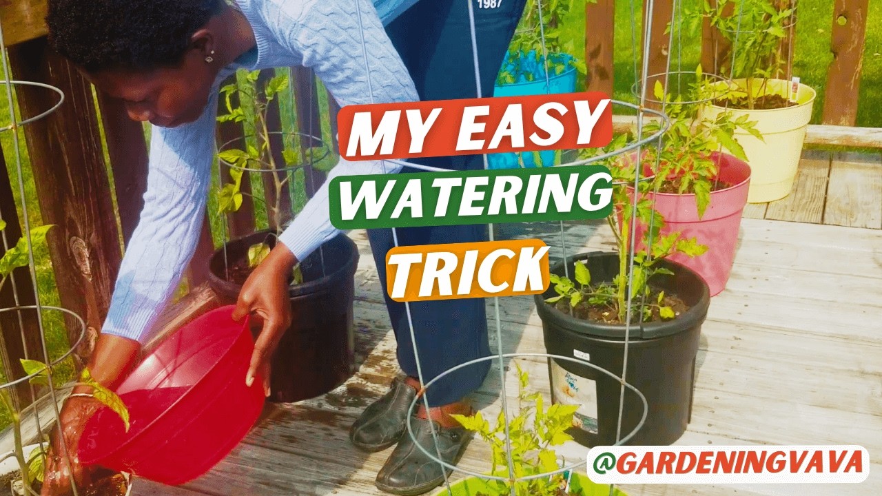 Watering & Care for Container Veggies & Herbs | #Gardeningvava