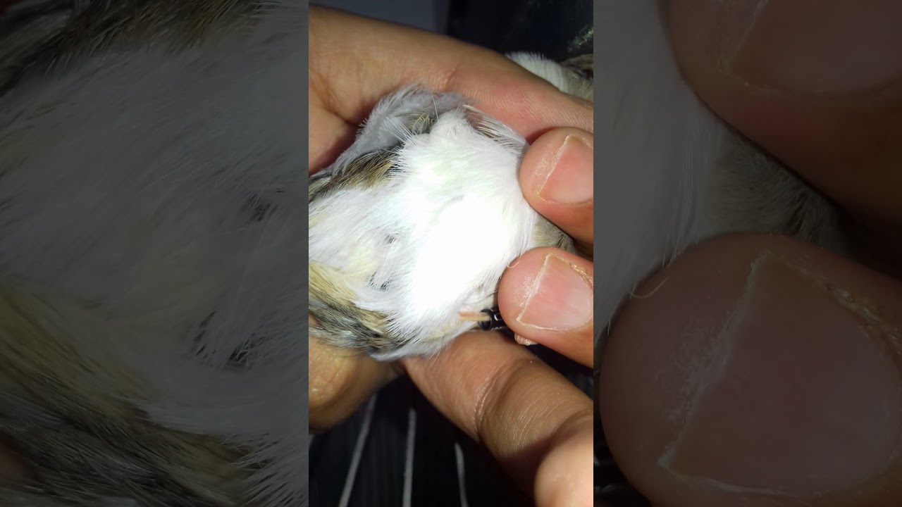 كيفية قص ريش ذكر الجلوستر قبل التزاوج
