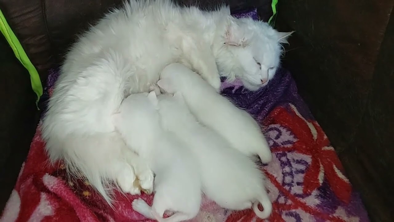 Mother cat is lost in imagination While Feeding Milk