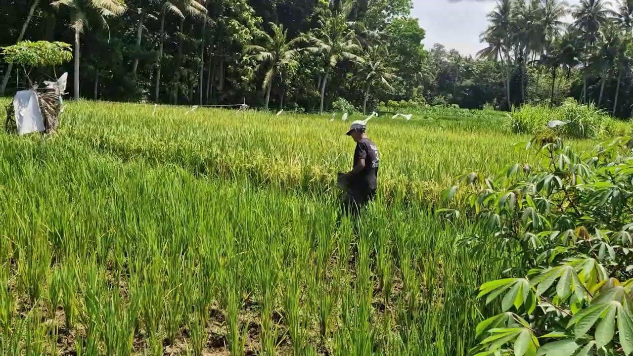 SIMPLE FERTILIZER SPREADING TRICK THAT BOOSTS RICE HARVEST! - Agriculture Farming