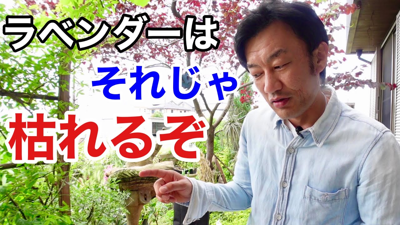 鉢植えラベンダーの花後の管理教えます　【園芸超人カーメン君】