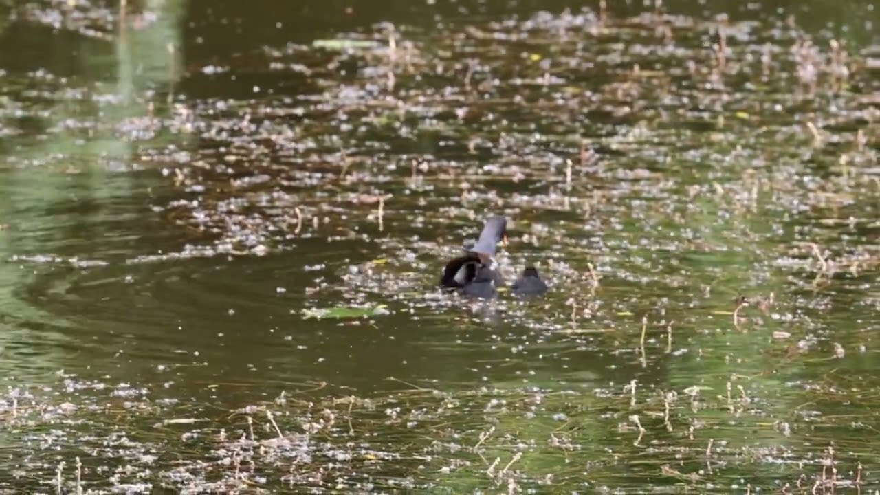 Teichhuhn Gondelteich Aschersleben
