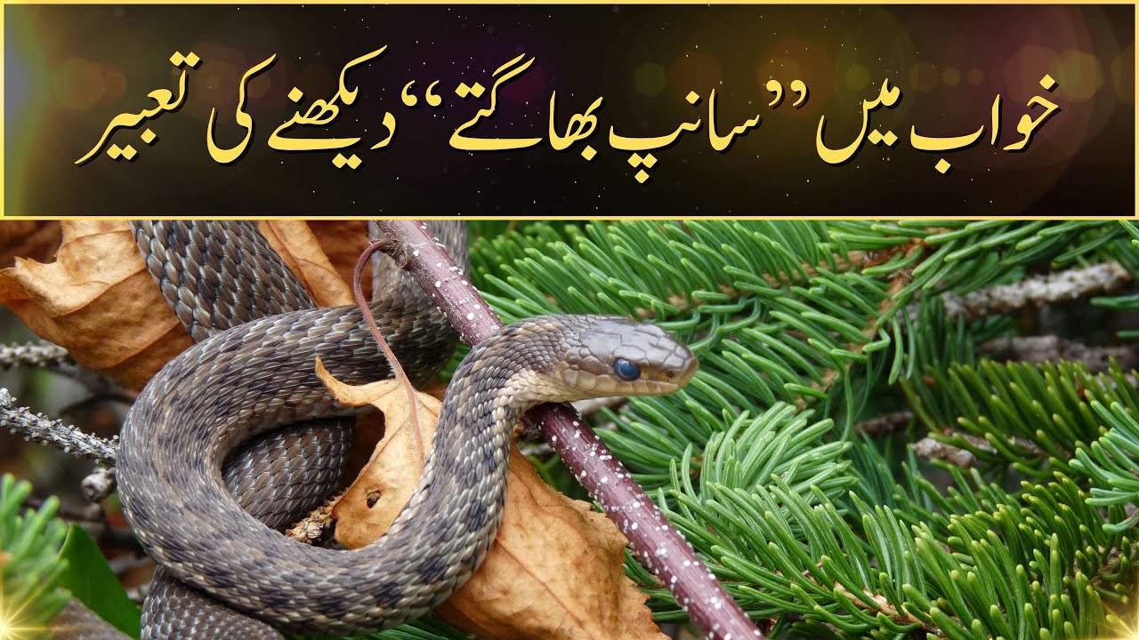 khwab mein saanp ko bhagte dekhna