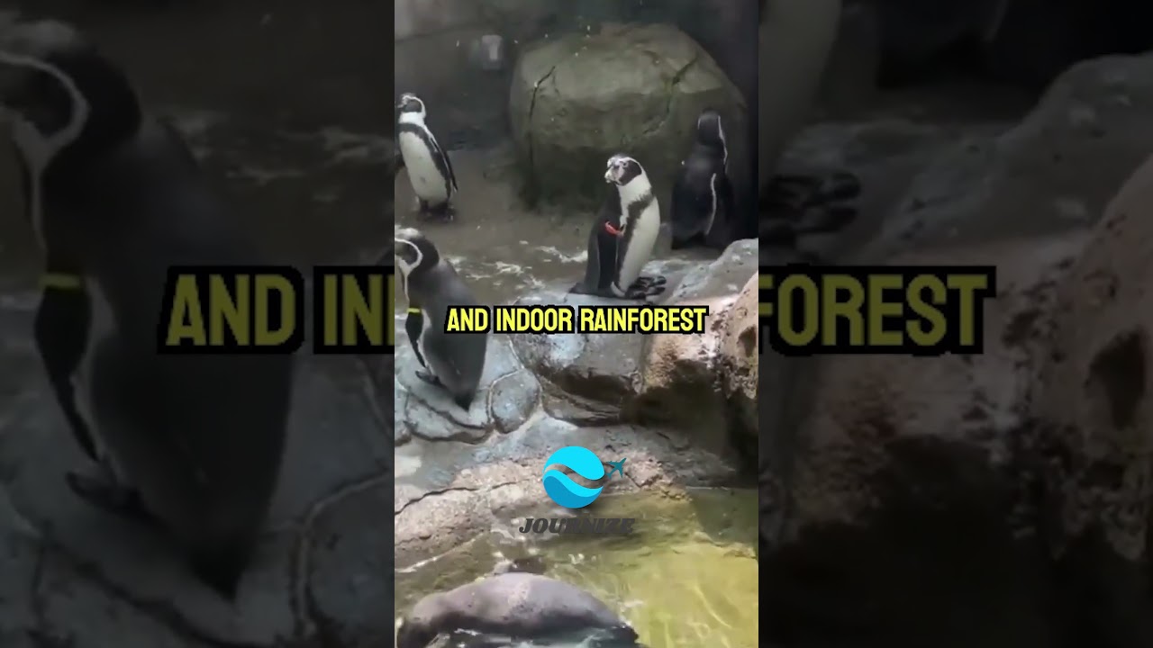 The top 5 Best Zoos in the U S