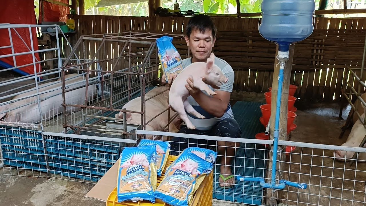 Day 5 to 35 days old ang biik bigyan ko sila ng Early Wean Immunobooster feeds