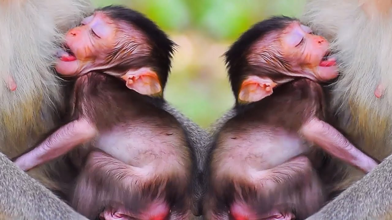 🐒 Baby Monkey&rsquo;s First Steps &ndash; A Journey of Curiosity and Love