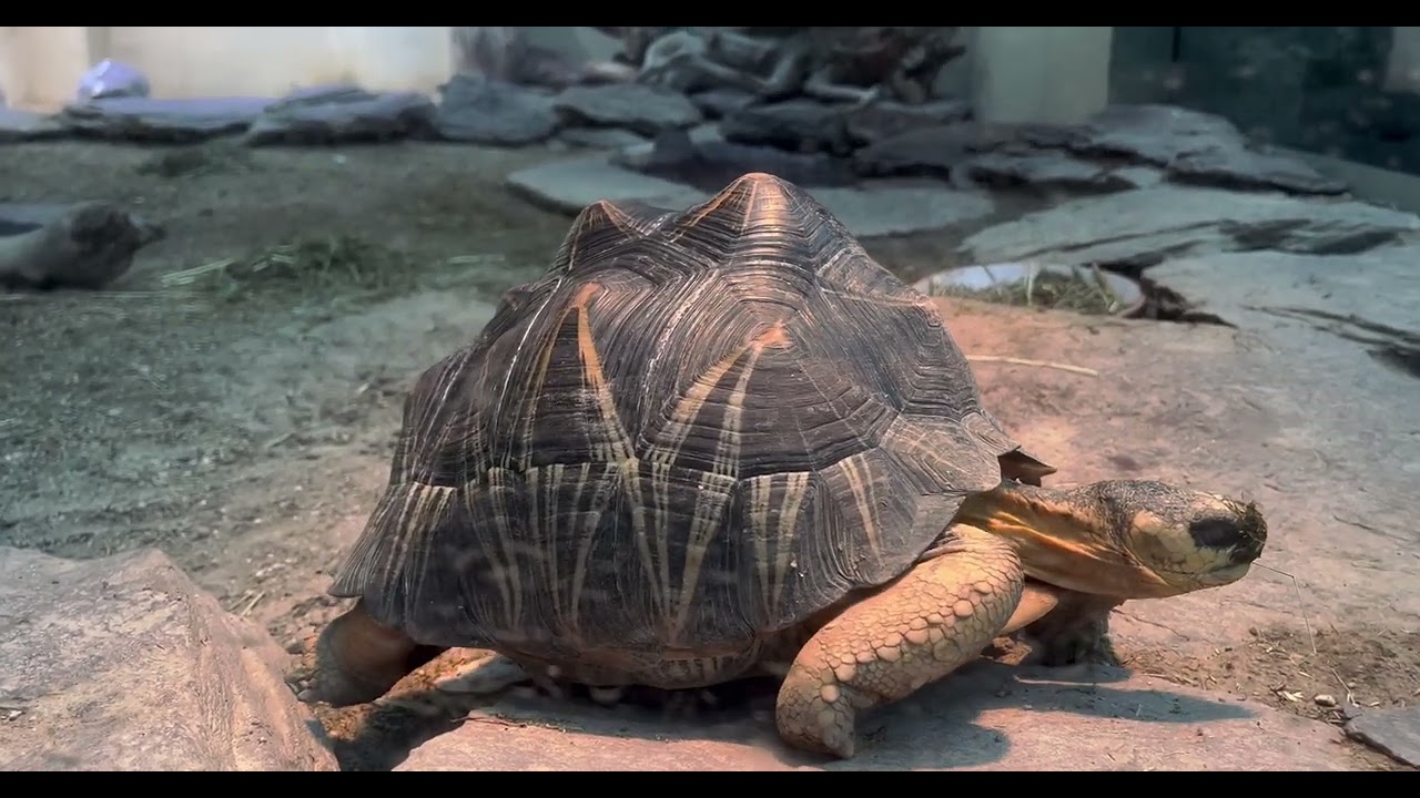 SLOW BUT STEADY WINNING THE RACE 🐢