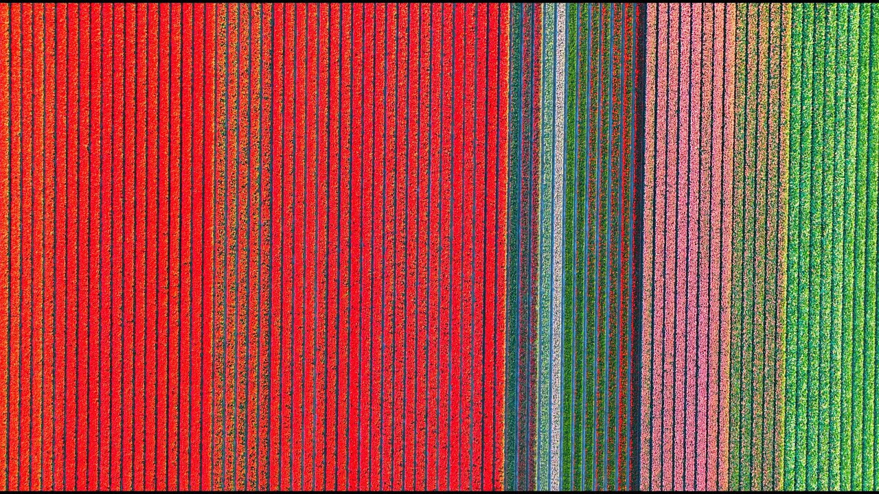 Amazing Tulip Fields 4K
