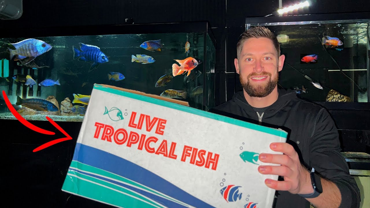 UNBOXING NEW BIG COLORFUL CICHLIDS | African Cichlids for the Fish Room!