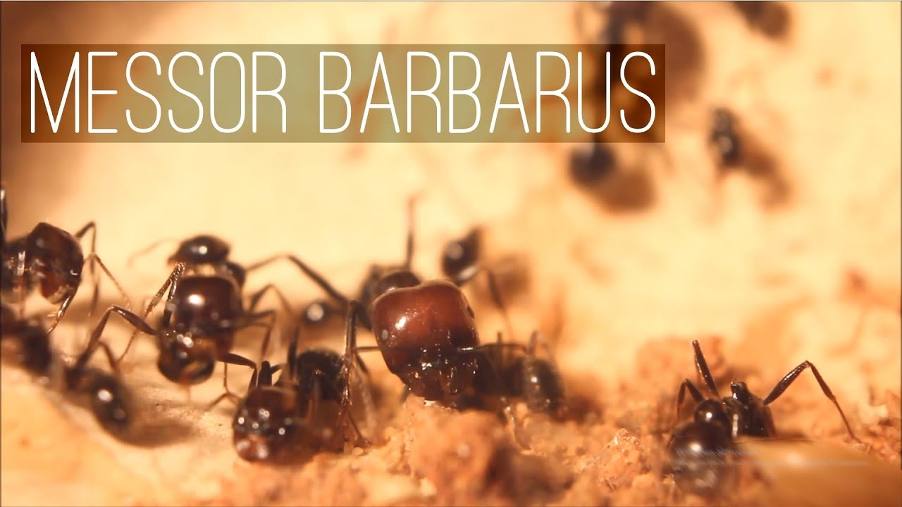 Messor barbarus - Das Formicarium wird voll!