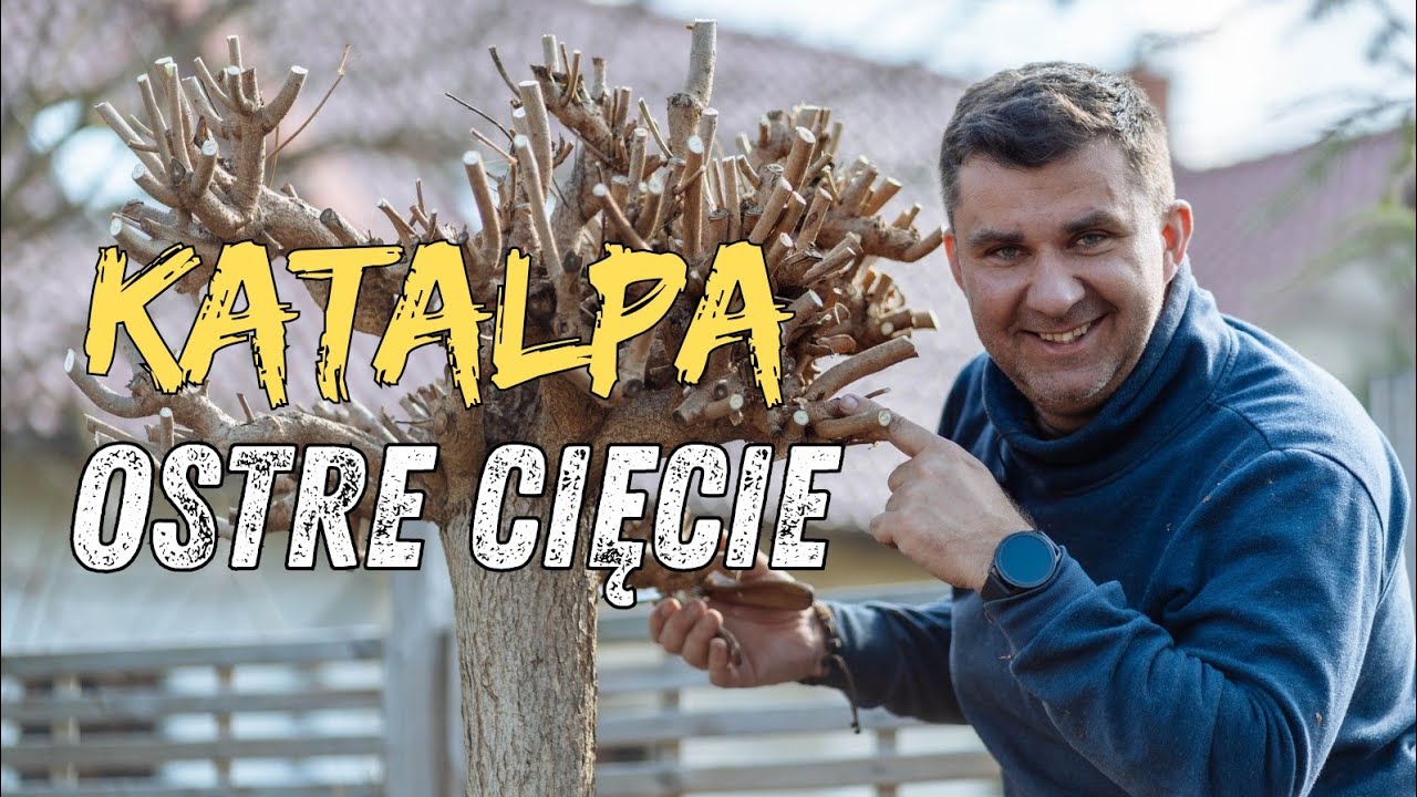 ​Cięcie katalpy szczepionej na pniu po zimie. Poradnik ogrodniczy.