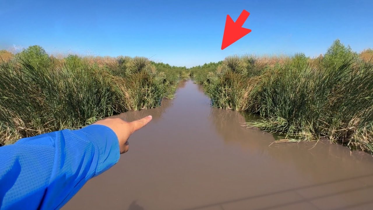 This Roadside River is Actually LOADED w/ Fish? (Insane)