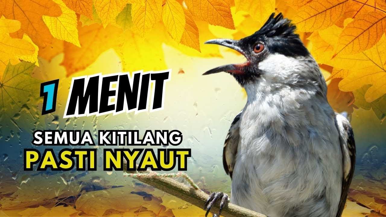 Suara Burung Kutilang Gacor Garuda Paling Ampuh Untuk Masteran Dan Pikat