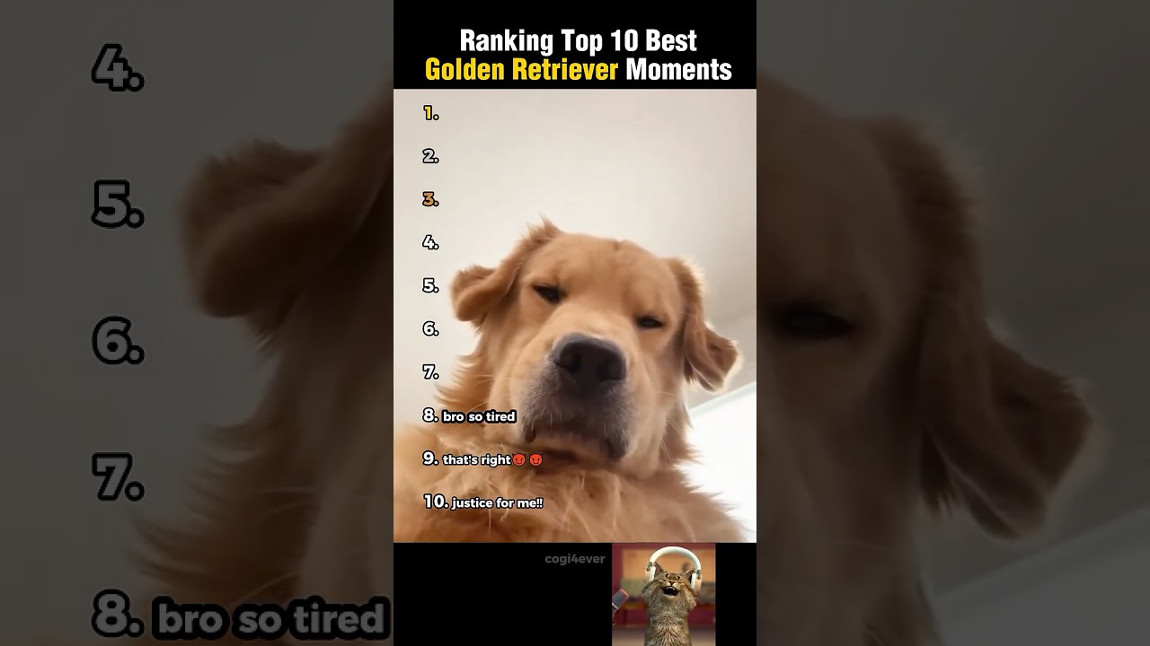 Ranking Top 10 Funniest Golden Retriever Moments!