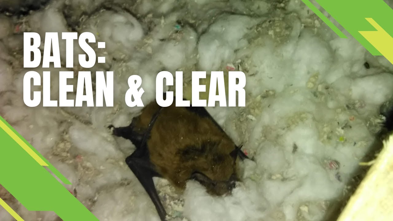 Bats - Clean & Clear - Skedaddle's Three Step Process