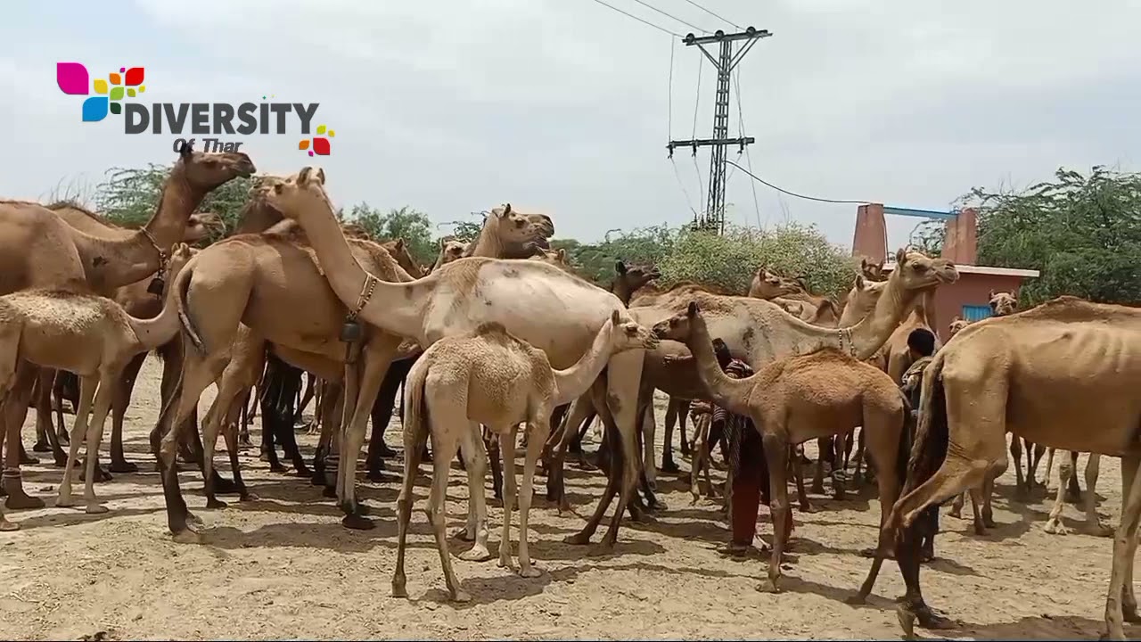 Camels feeling better after drinking water || Desert camels get together || Tharparkar Camels