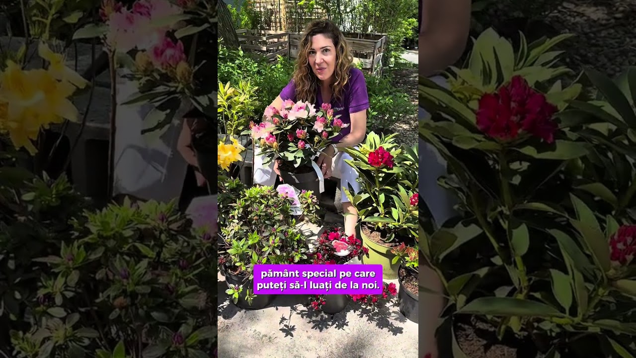 Azalee și Rhododendron 🌸