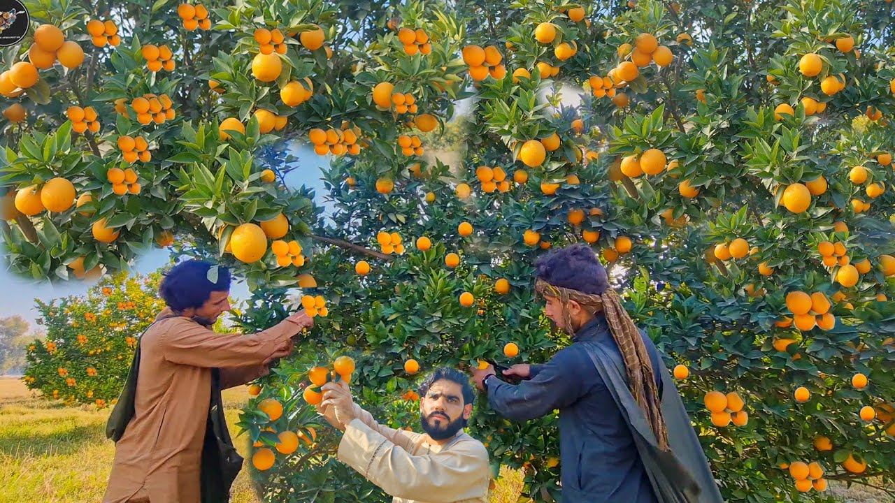 Orange garden in Afghanistan Nangahar | Afghanistan fresh fruit