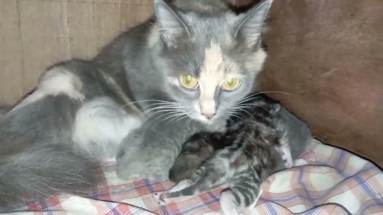 Perkembangan Anak Kucing Hari ke-5