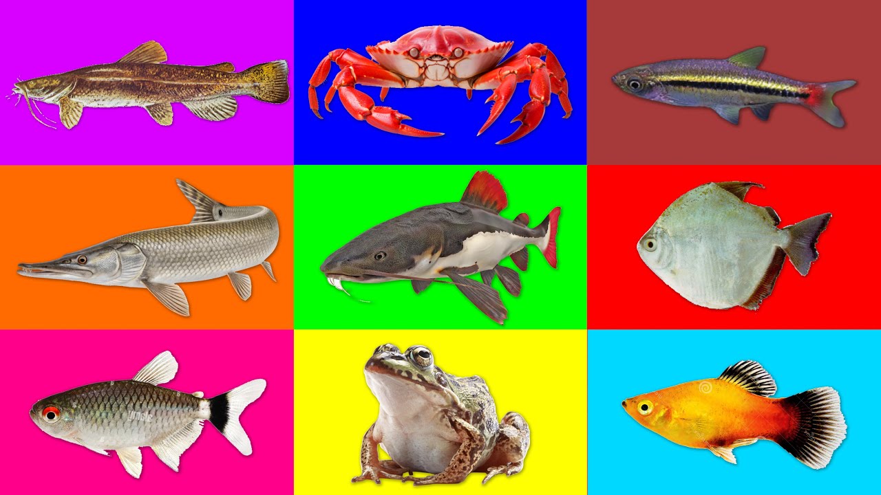 Fish: Crab, Platy Fish, Tetra Fish, Catfish, Aligator Fish, Silver dollar, Denison Barb, Frog