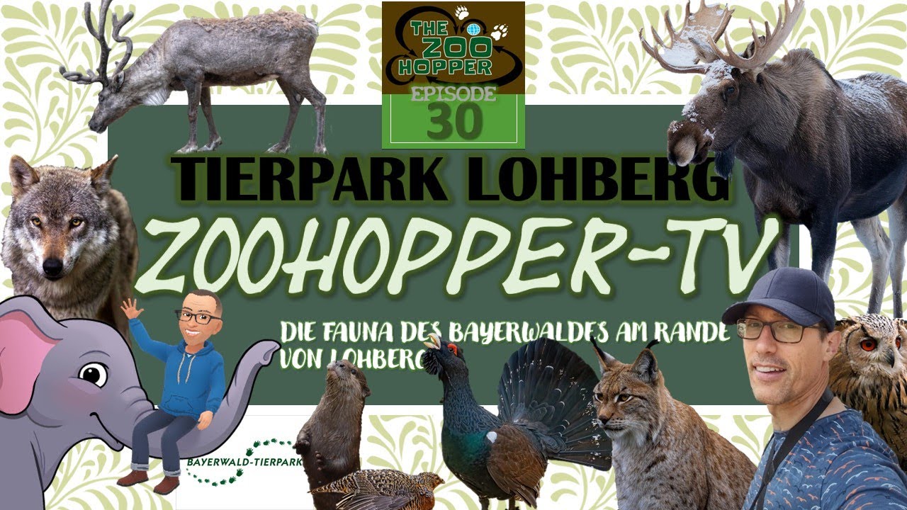 Die Fauna des Bayerwalds am Rande von Lohberg (Zoohopper-TV Episode 30)