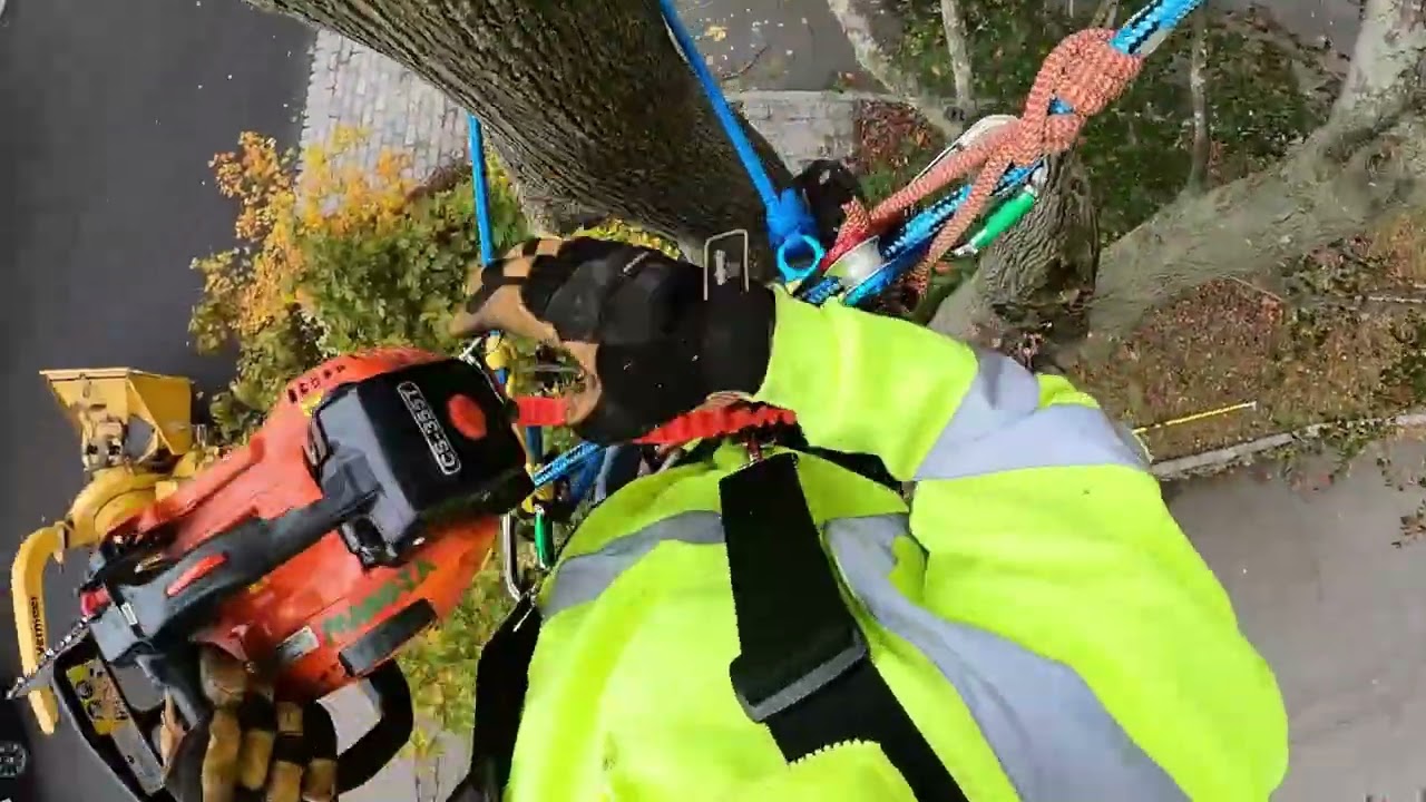 The Okayest Tree Workers and Firewood Cutters of Long Island