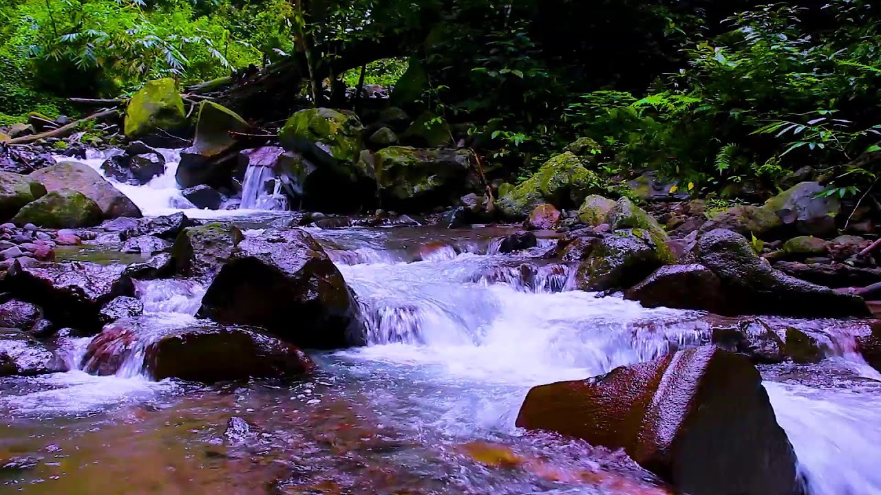 Gentle Forest Creek Flowing | Natural Mountain Water Sounds for Sleep