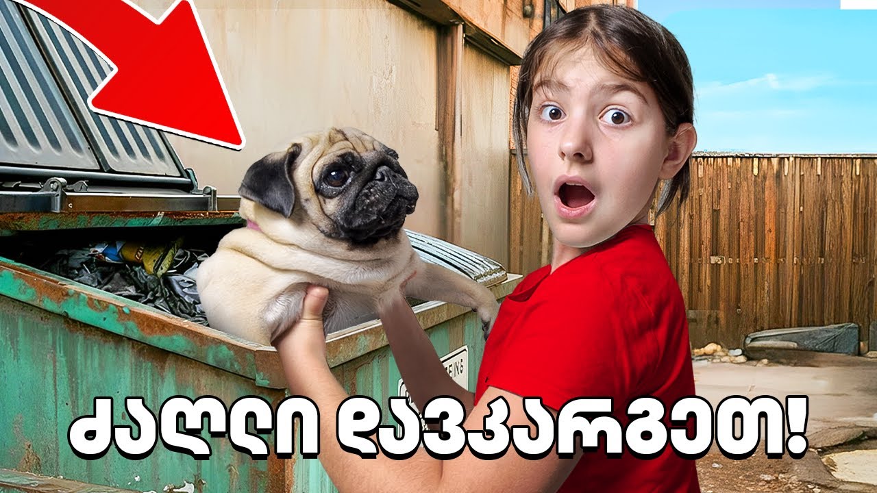 როგორ წავიდა ჩვენი ძაღლი მაკდონალდსში? 