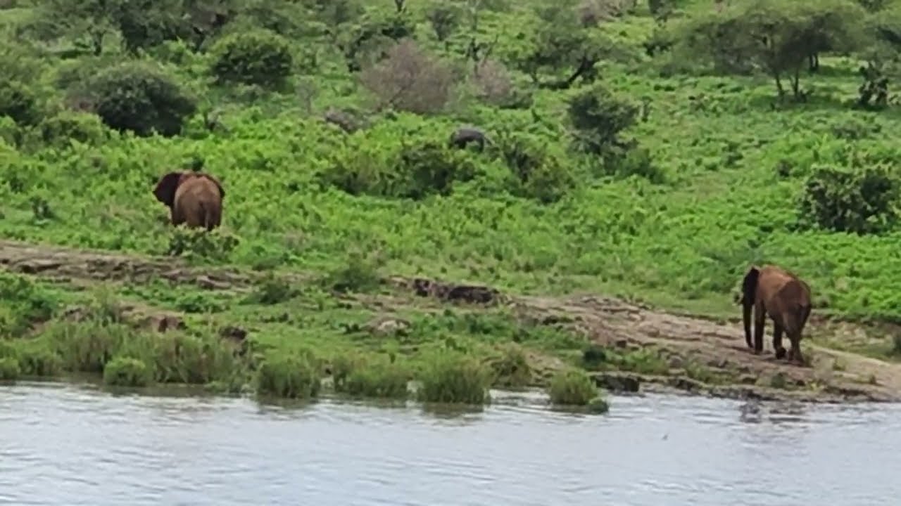 #wildlife#krugernationalpark#elephantsnearwater#viralvideo#southafrica