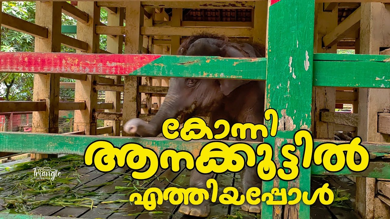 കൊച്ചാനകുട്ടിയെ കാണാൻ കോന്നി ആനക്കൂട്ടിലേക്ക് konni elephant training center  കോന്നി പത്തനംതിട്ട 🐘🐘🐘
