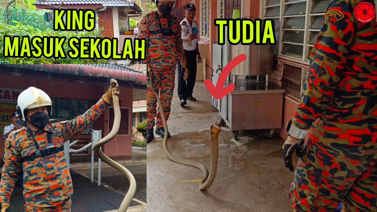 Ular Tedung Selar Masuk Sekolah | Risau Pelajar Kena Patuk Je
