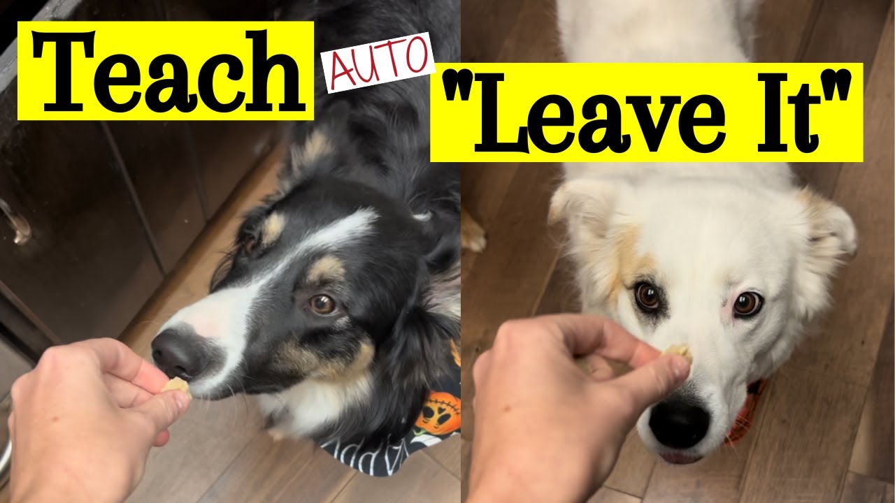 Teach Your Dog an Auto Leave It