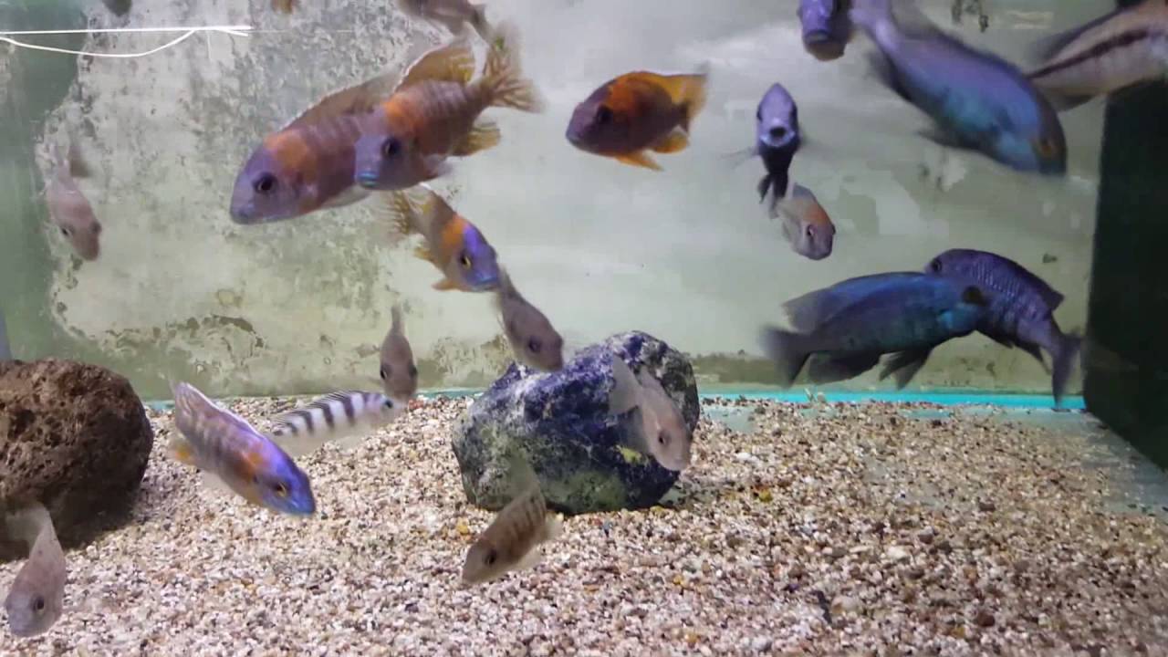Visita a Verduijn Cichlids  3-Ago-2016
