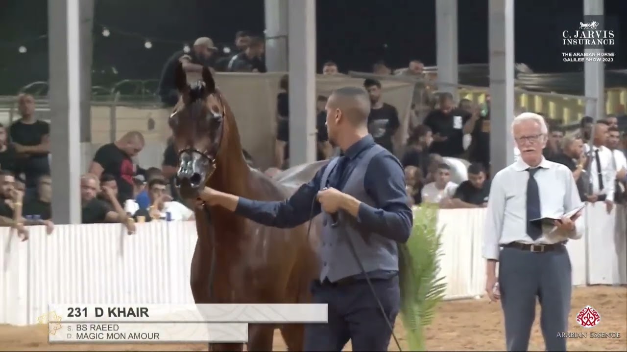 N 231 D KHAIR   The Arabian Horse Galilee Show 2023   Stallions 6 8 Years Old Class 25