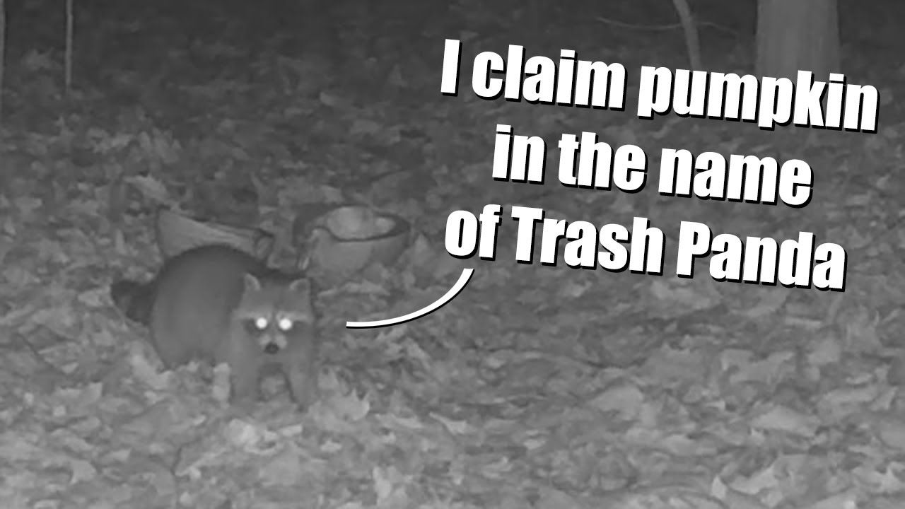 TrailCam Comp: Test Critters