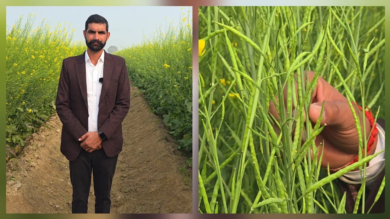 आज ही तय करें कि अगले साल कौन सी सरसों लगानी है, बीज कहाँ से और किससे लेना है! 🌾🌱 #सरसों #खेती #बीज