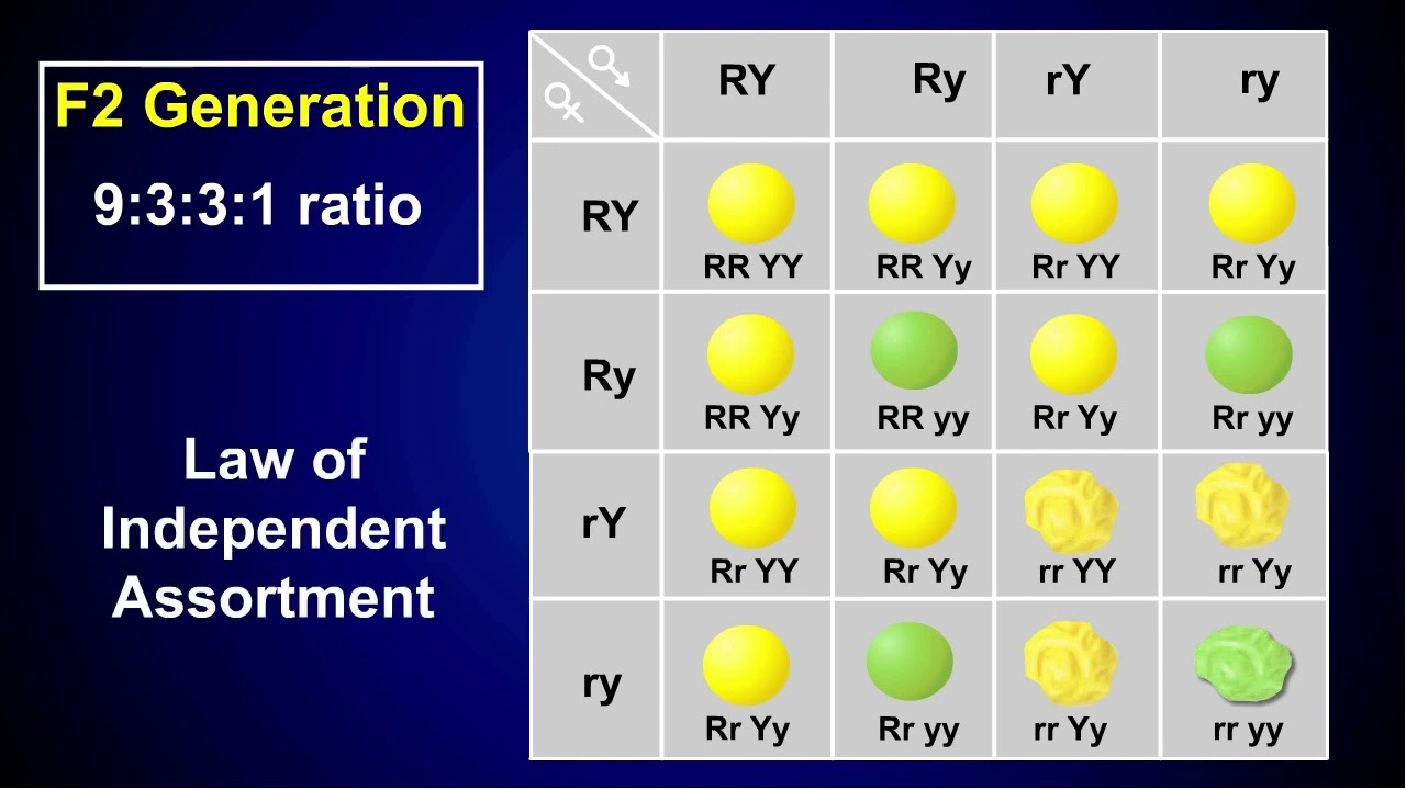 Understanding a Dihybrid Cross