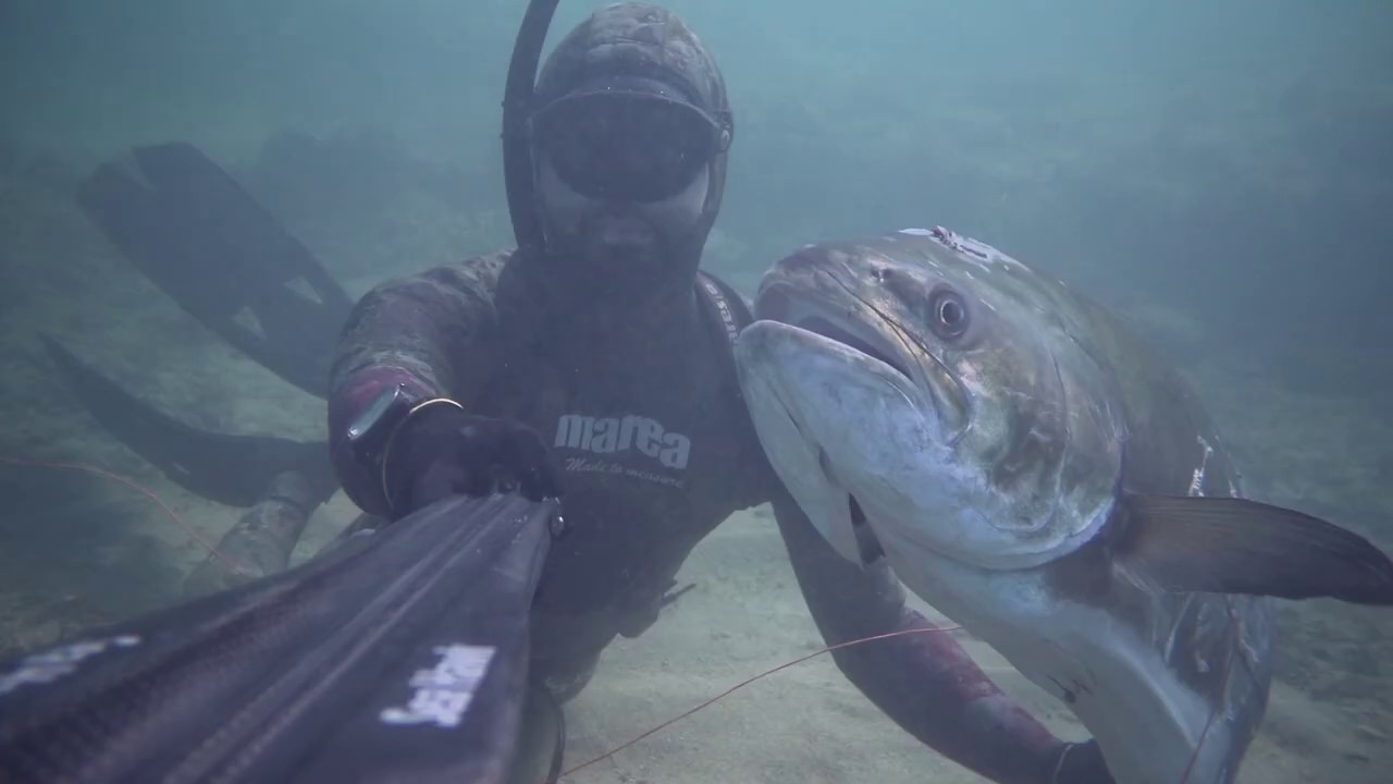 Pescasub in Puglia: A spasso con la LECCIA AMIA di 15 kg #leerfish #lichia