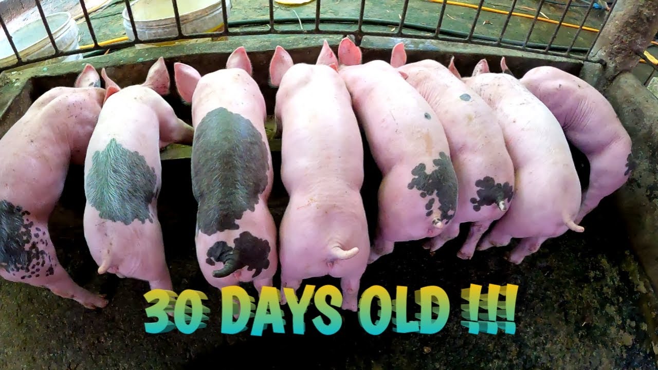 PURGA SA BAGONG WALAY | TERZAGHI TV