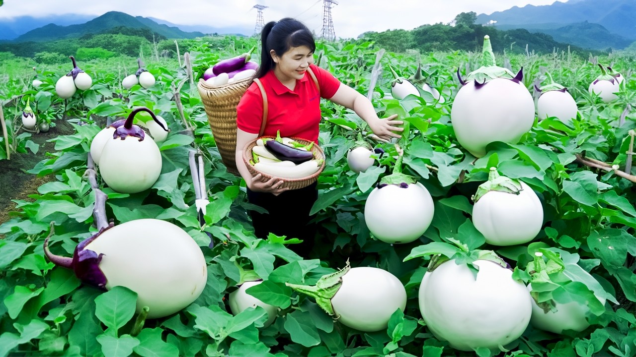 Harvest White Eggplant, goes to the market to sell - Harvesting and Cooking |Tieu Vy Real Life