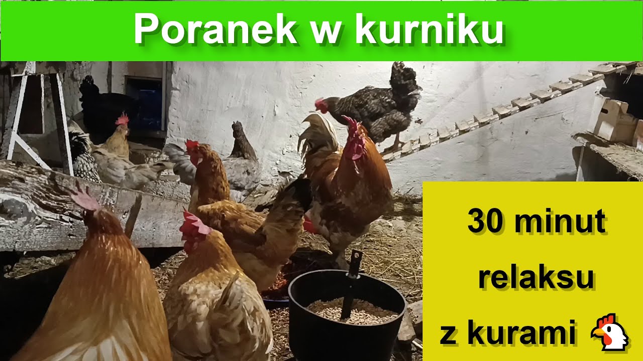Poranne życie w kurniku przed otwarciem – 30 min relaksu 🐔
