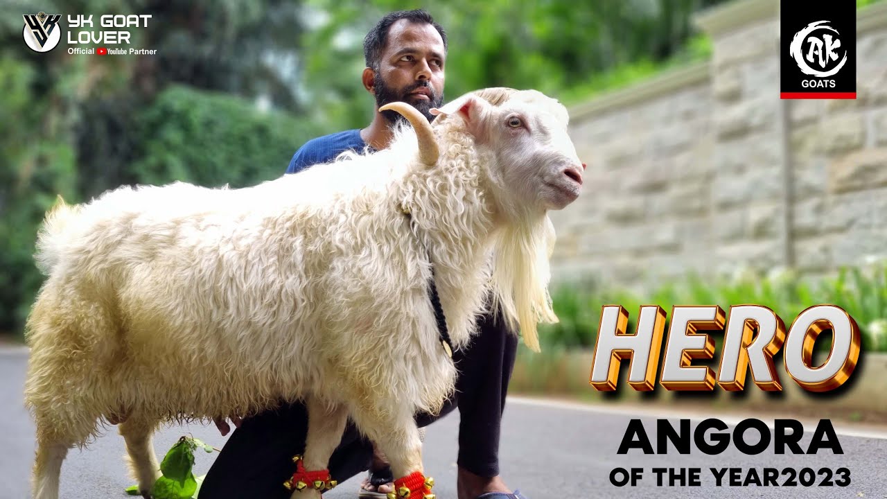 ANGORA OF THE YEAR 2023 HERO AVAILABLE  IN PUNE AT AK GOATS I YK GOAT LOVER