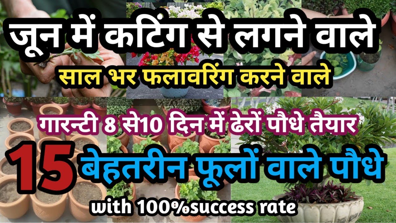 जून में कटिंग से ग्रो करे,पूरा साल फूल देने वाले बेहतरीन पौधे ||15+Best Permanent Flowering Plants