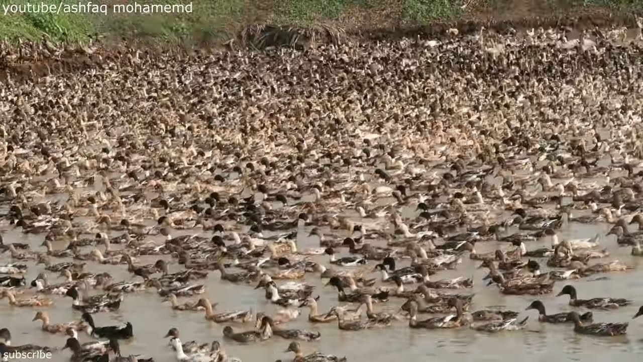 5000 Ducks Controlled by One Man | Duck Farming in India