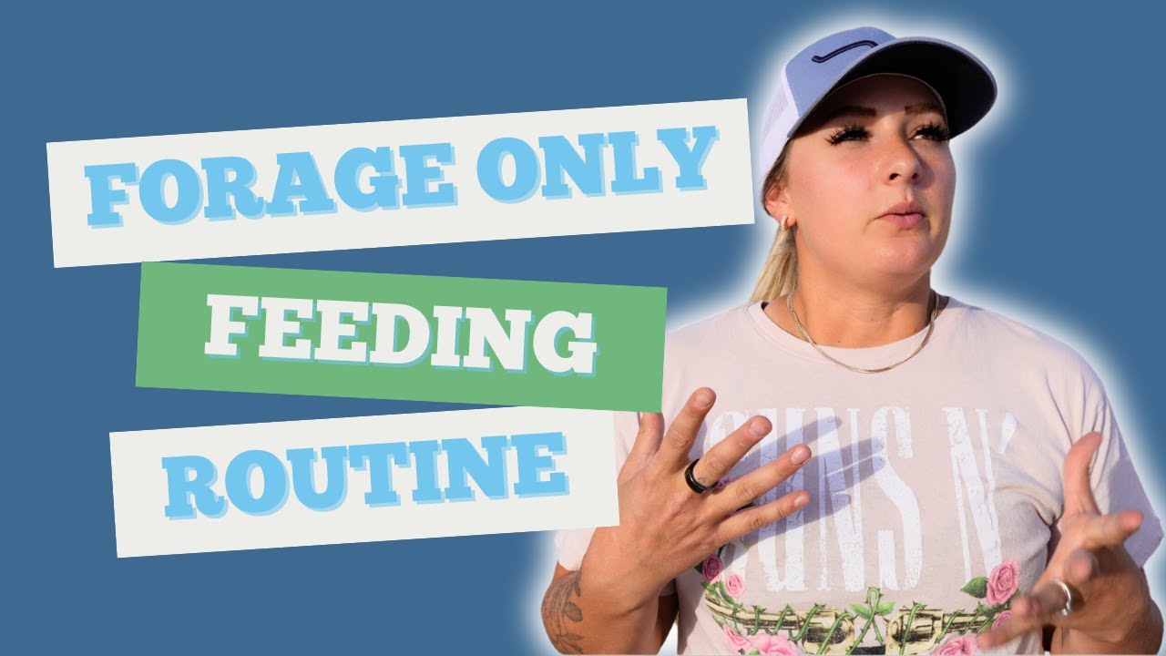 I DON'T FEED MY HORSES GRAIN... | OUR FORAGE ONLY FEEDING ROUTINE