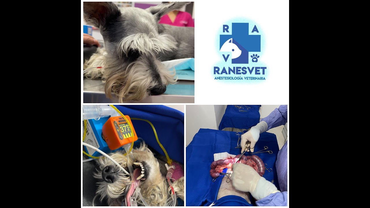 Veterinary Capnograph Monitor/ VET Mini Capnometer