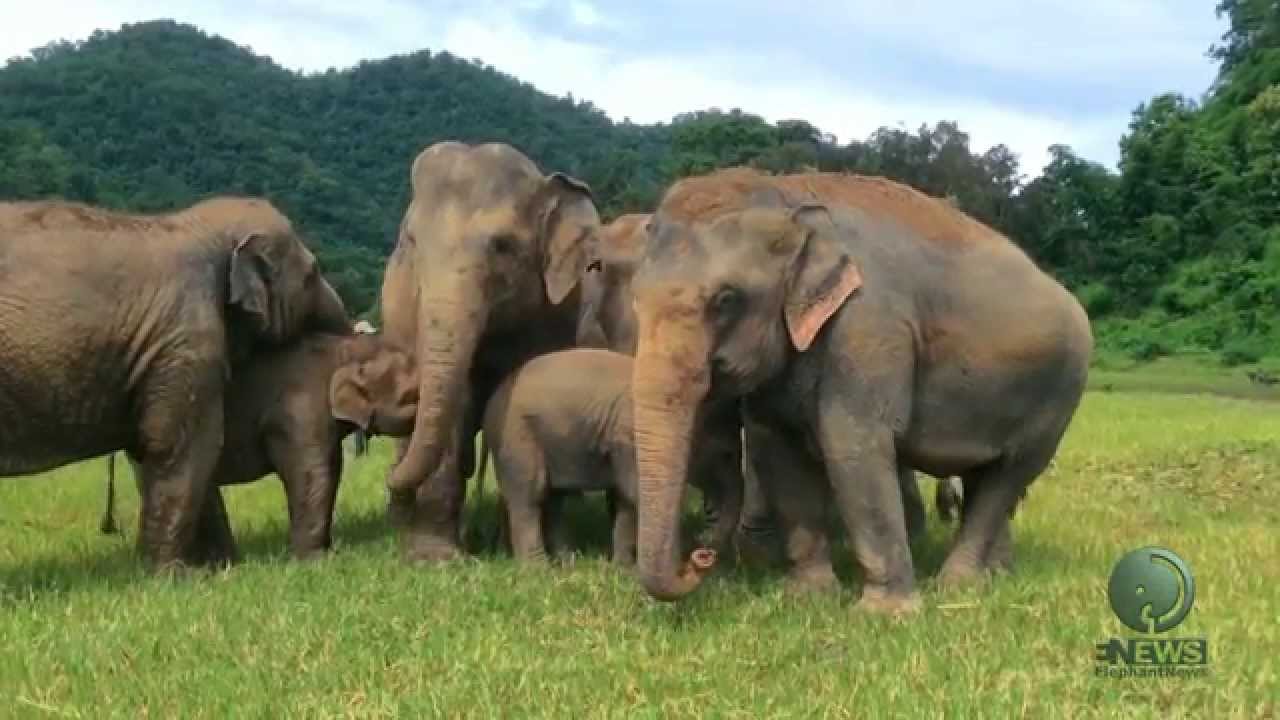 Elephant Fight for Milk