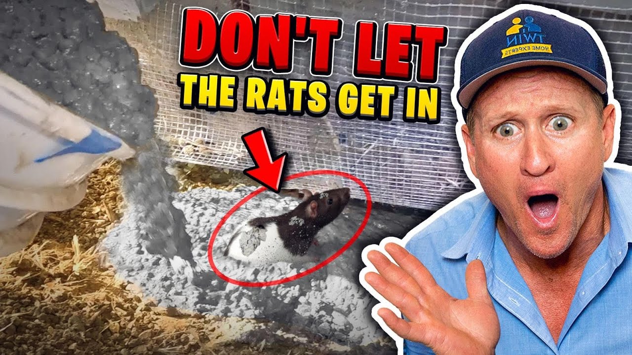 Two SNEAKY ways Rats get in your home!