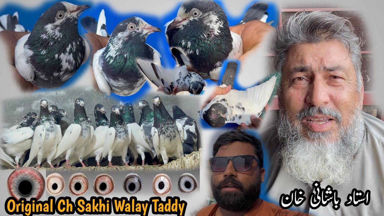 Ustad Bashani Khan Kay Original Ch Sakhi Bhatti Walay Taddy Kabootar 😮
